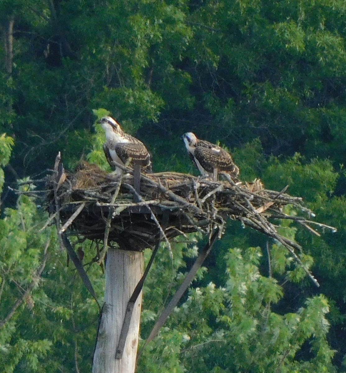 Osprey - Lee Gray