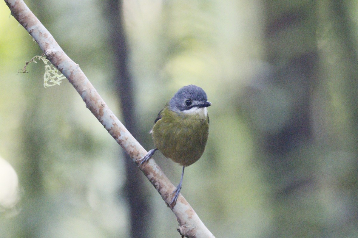 Green-backed Robin - ML592145371