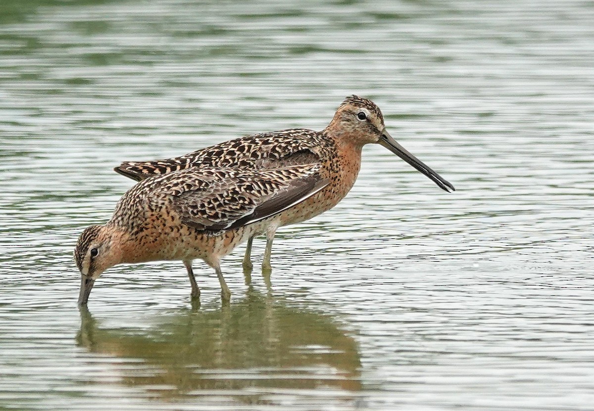 Short-billed Dowitcher - Mike Burkoski