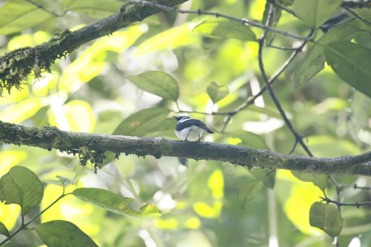 Frilled Monarch - ML592146301