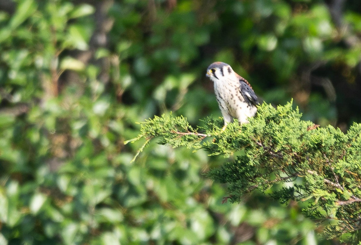 American Kestrel - ML592147171