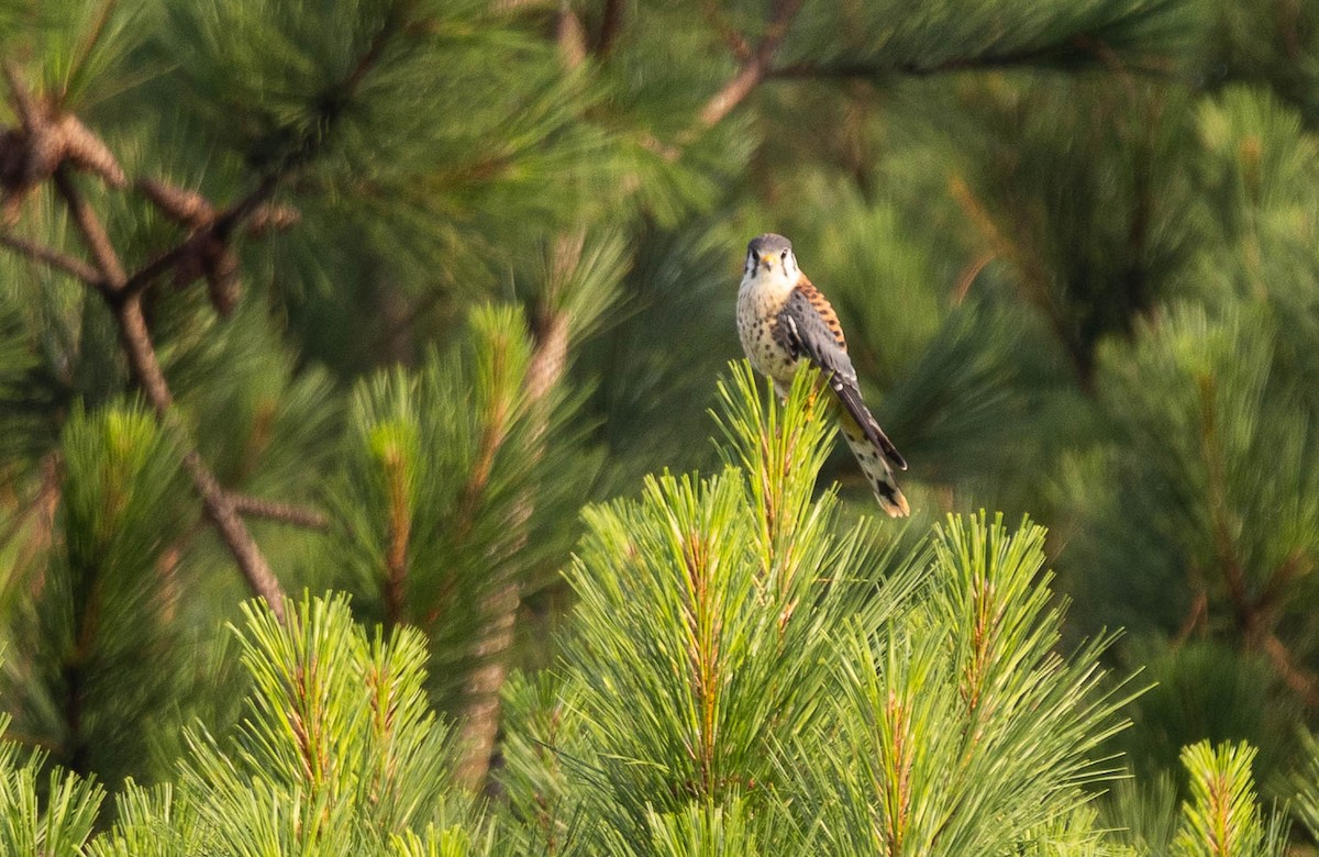 American Kestrel - ML592147181