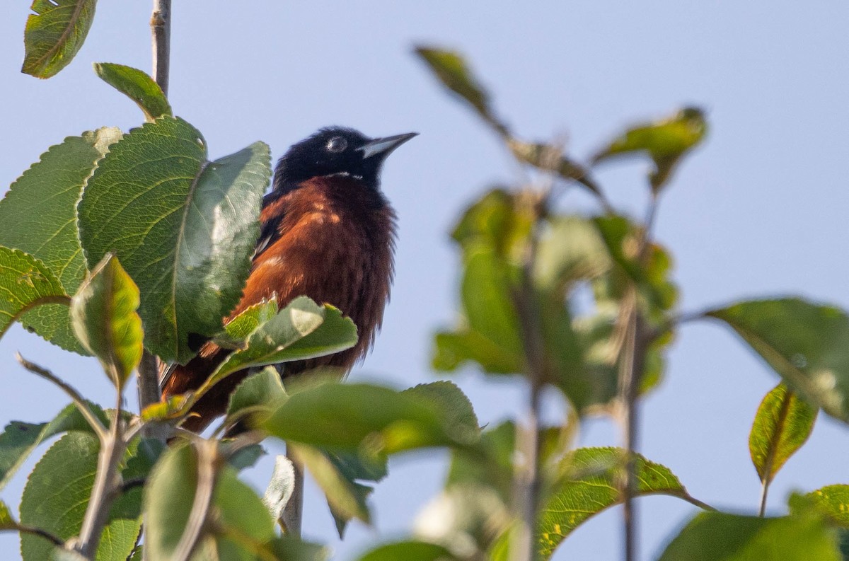 Orchard Oriole - ML592147251