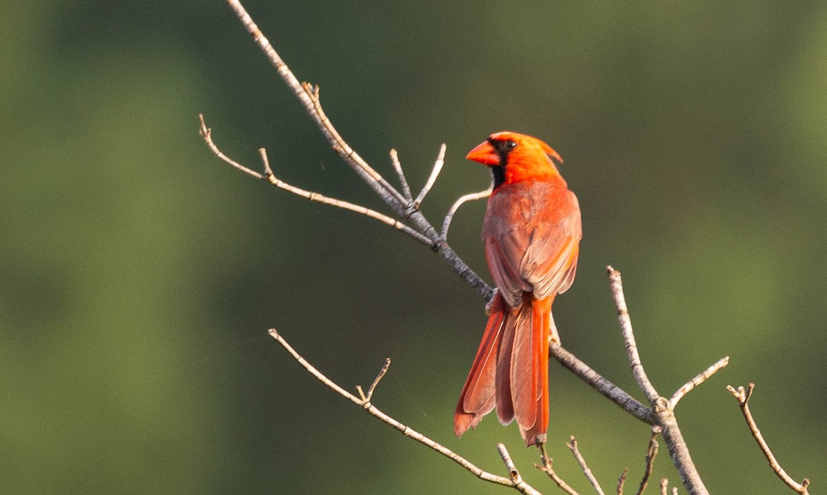 Northern Cardinal - ML592147281