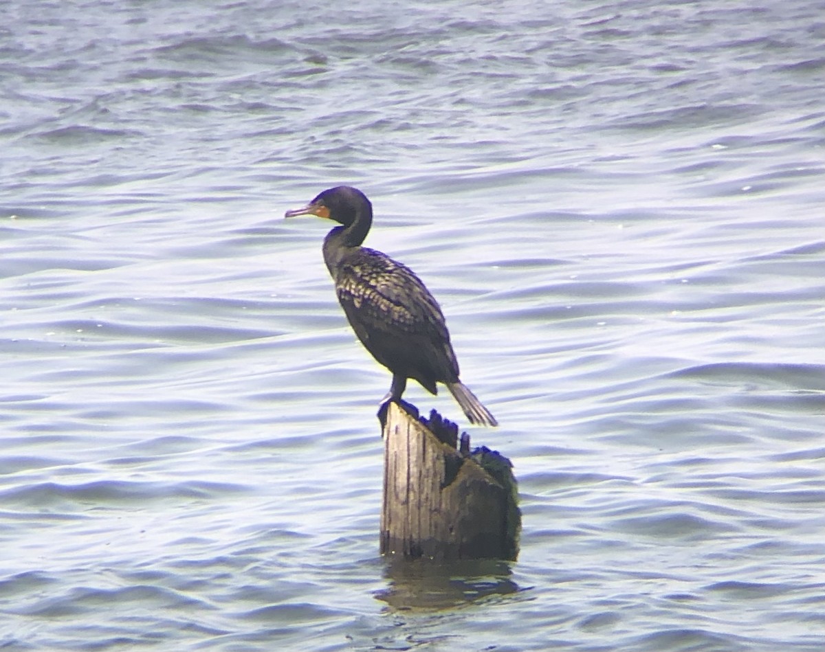 Cormoran à aigrettes - ML592147391