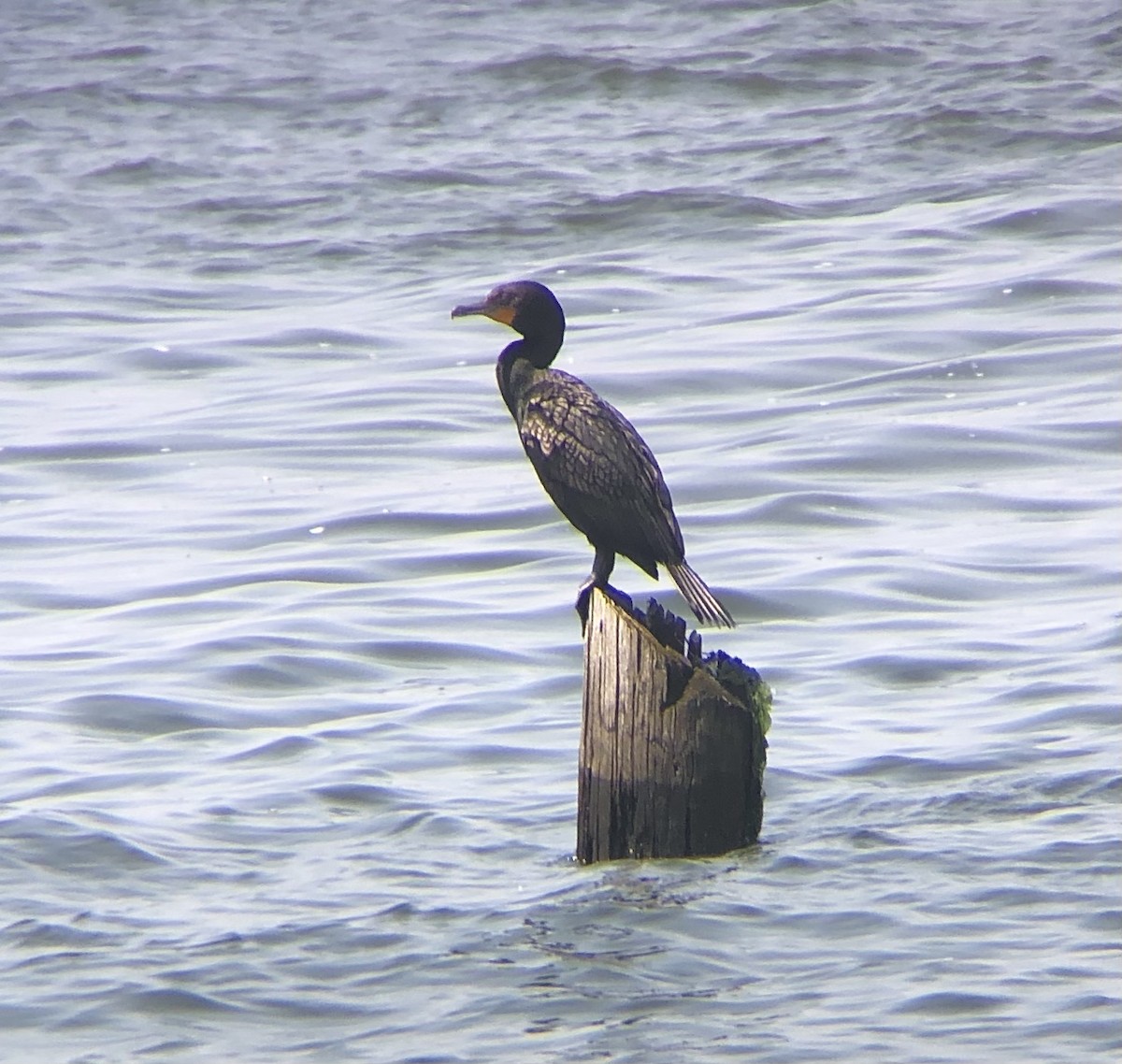 Double-crested Cormorant - ML592147401