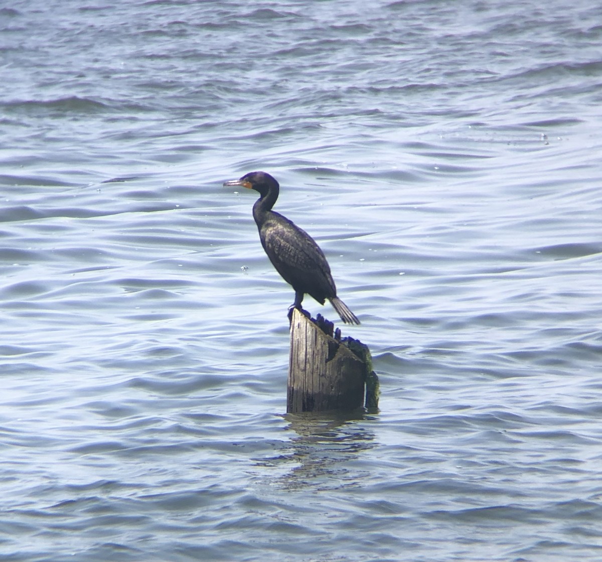 Cormoran à aigrettes - ML592147411