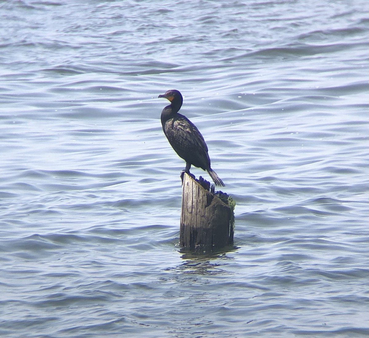 Double-crested Cormorant - ML592147421