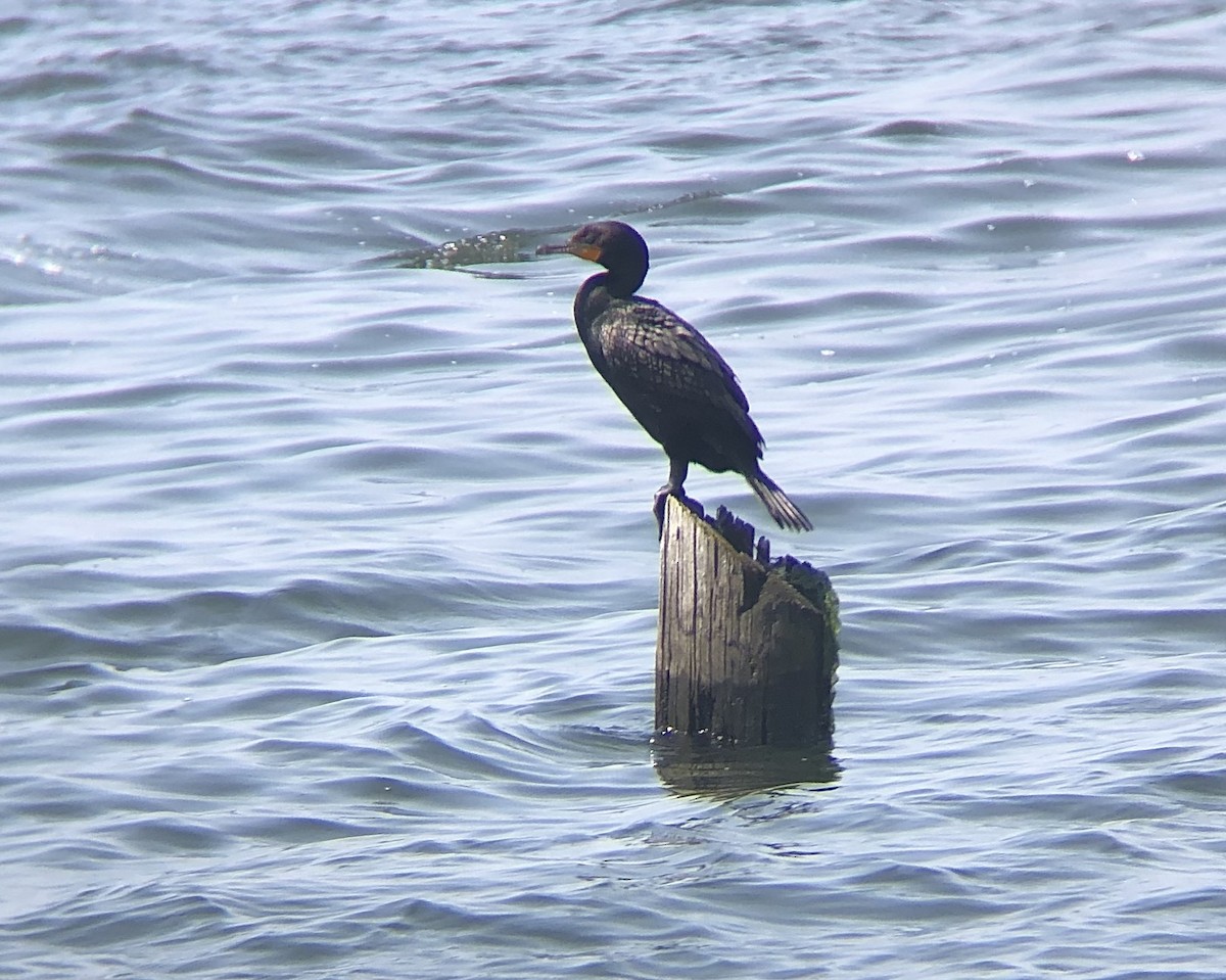 Cormoran à aigrettes - ML592147431