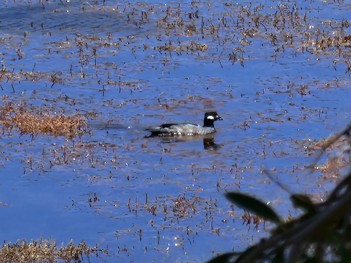 Green Pygmy-Goose - ML592147541