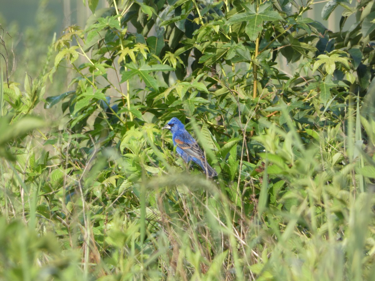 Blue Grosbeak - ML592147901
