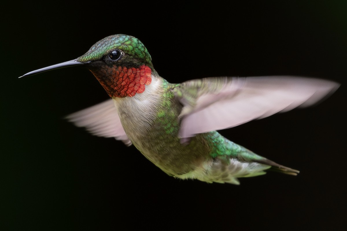 Ruby-throated Hummingbird - ML592147931