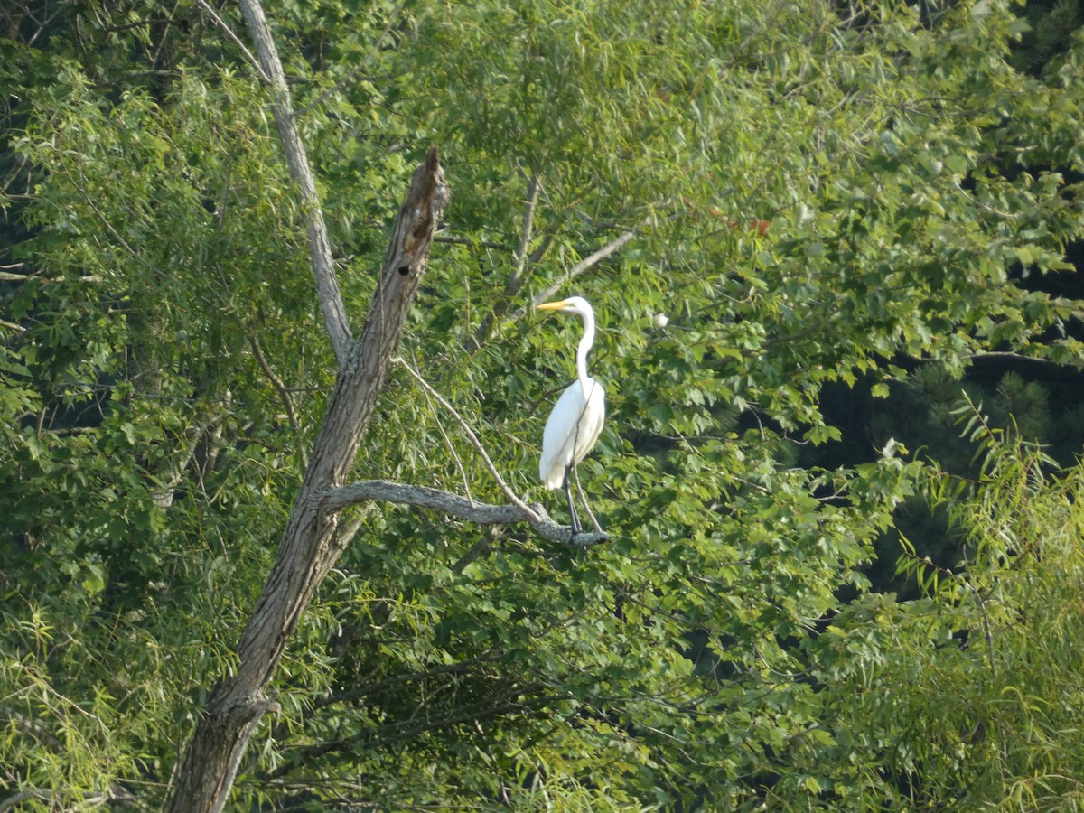 Great Egret - ML592147951