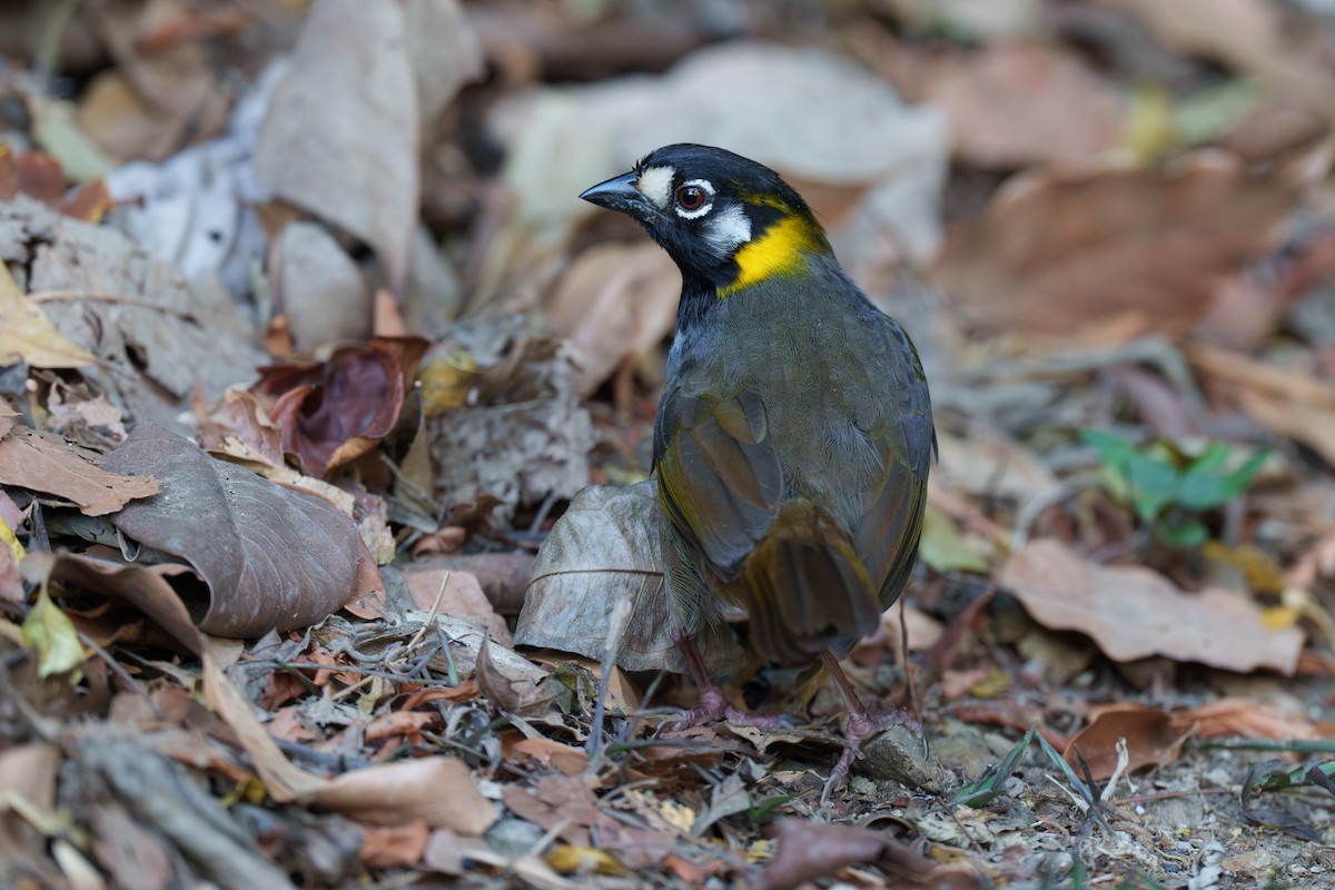 White-eared Ground-Sparrow - ML592148261