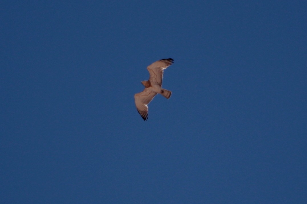 Short-toed Snake-Eagle - ML592148951