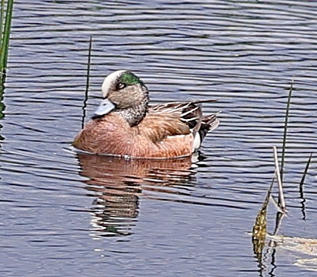 American Wigeon - ML592149441