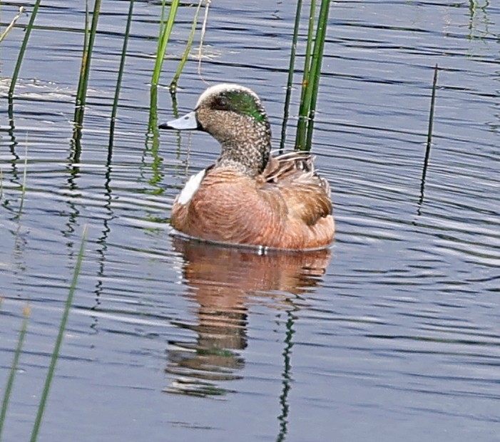 American Wigeon - ML592149461