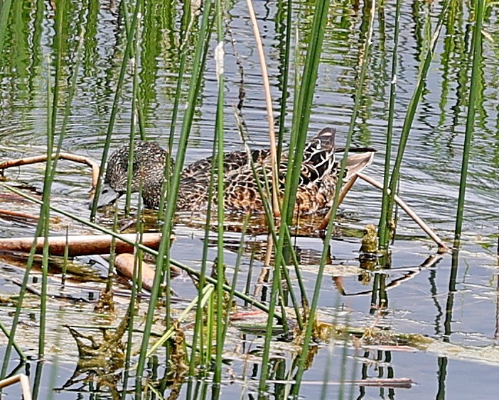 American Wigeon - ML592149471