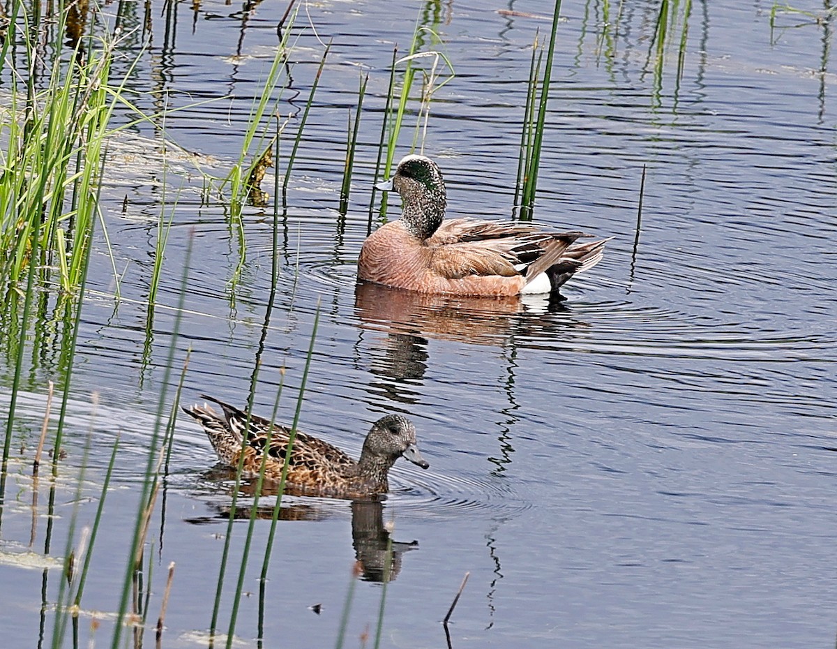 American Wigeon - Maciej  Kotlarski