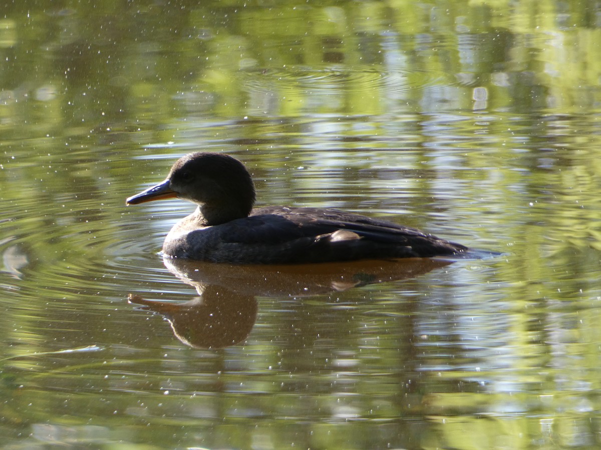 Hooded Merganser - ML592149521