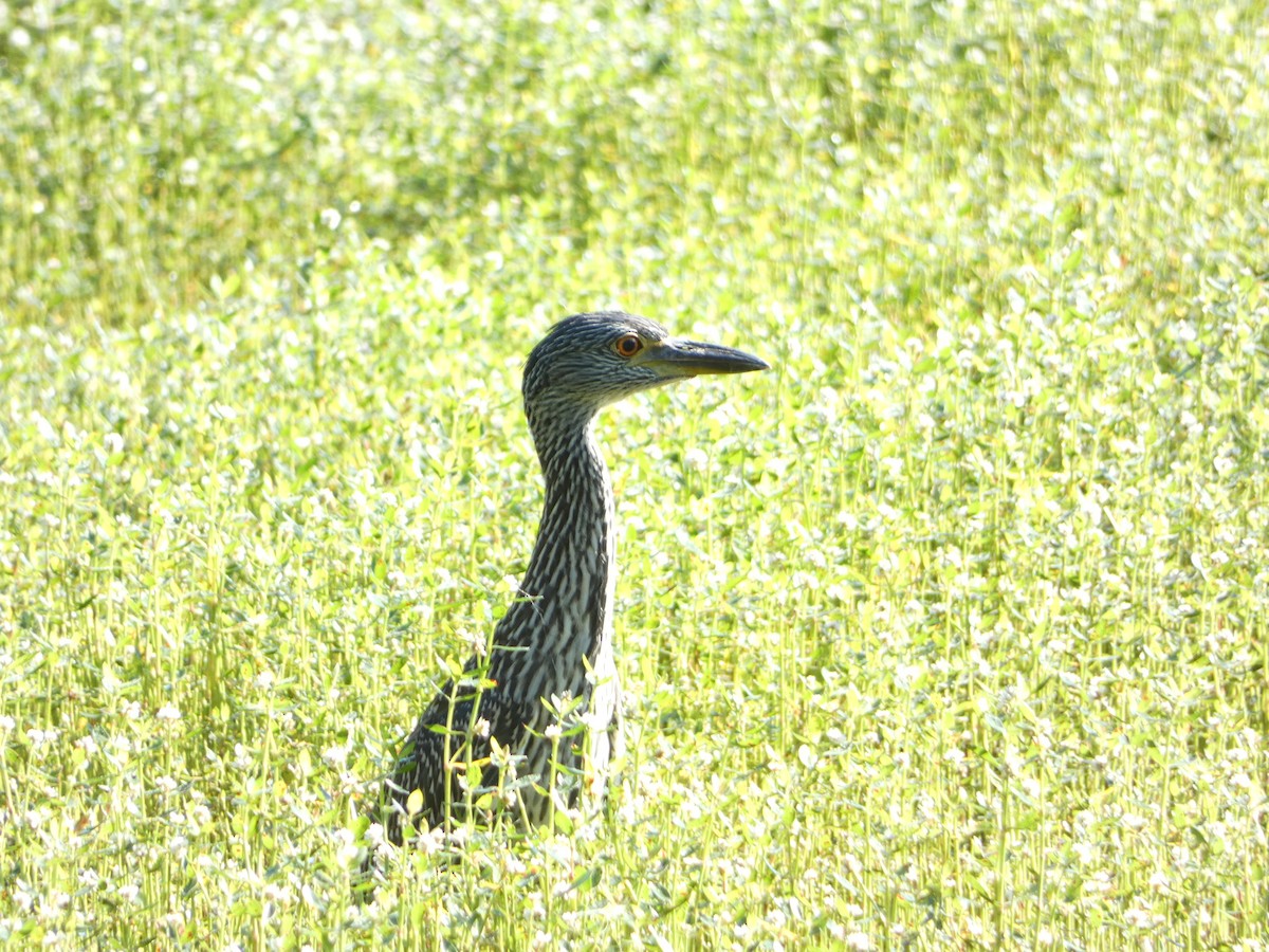 Yellow-crowned Night Heron - ML592149691