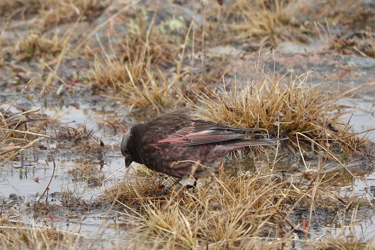 Black Rosy-Finch - June McDaniels