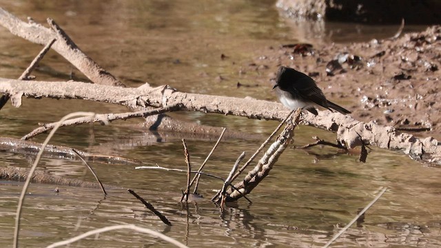 Black Phoebe - ML592151801