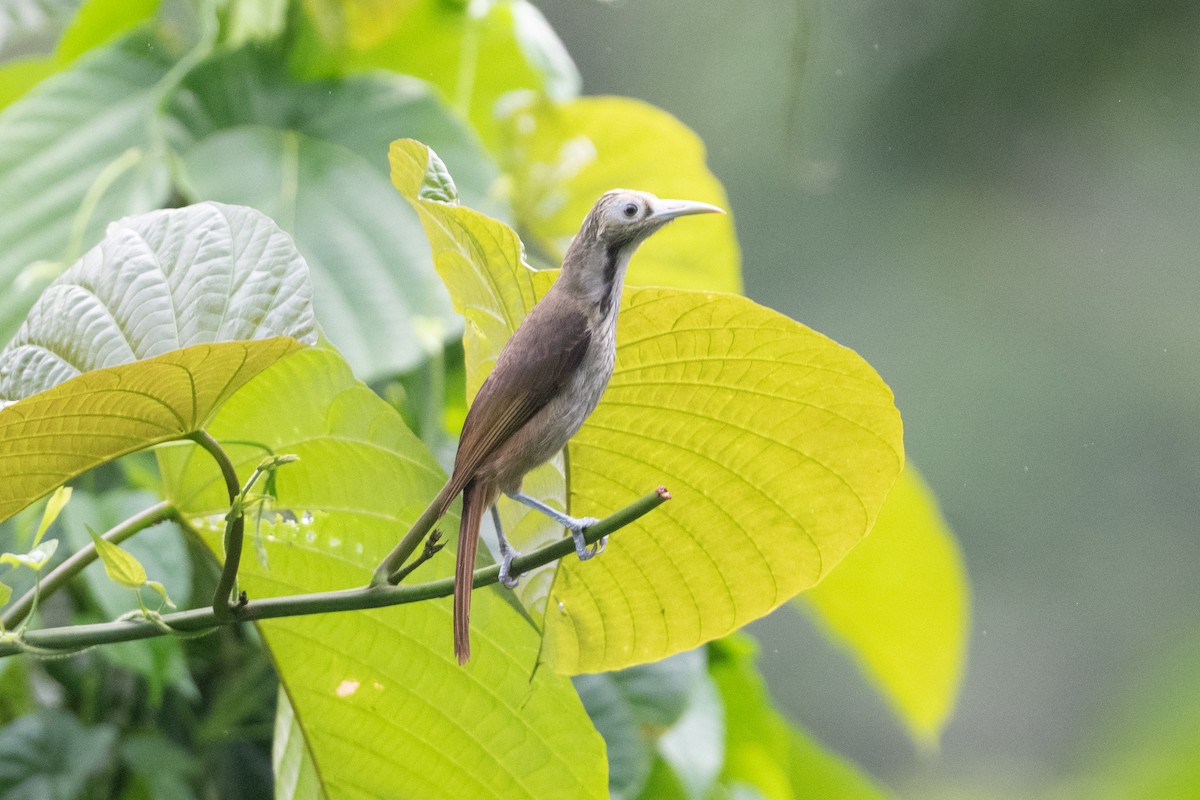 Makira Honeyeater - ML592152391