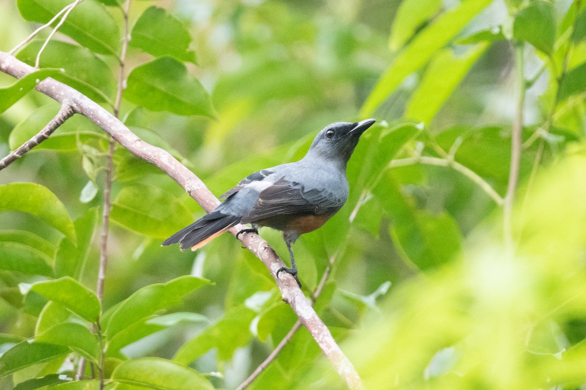 Makira Cicadabird - John C. Mittermeier