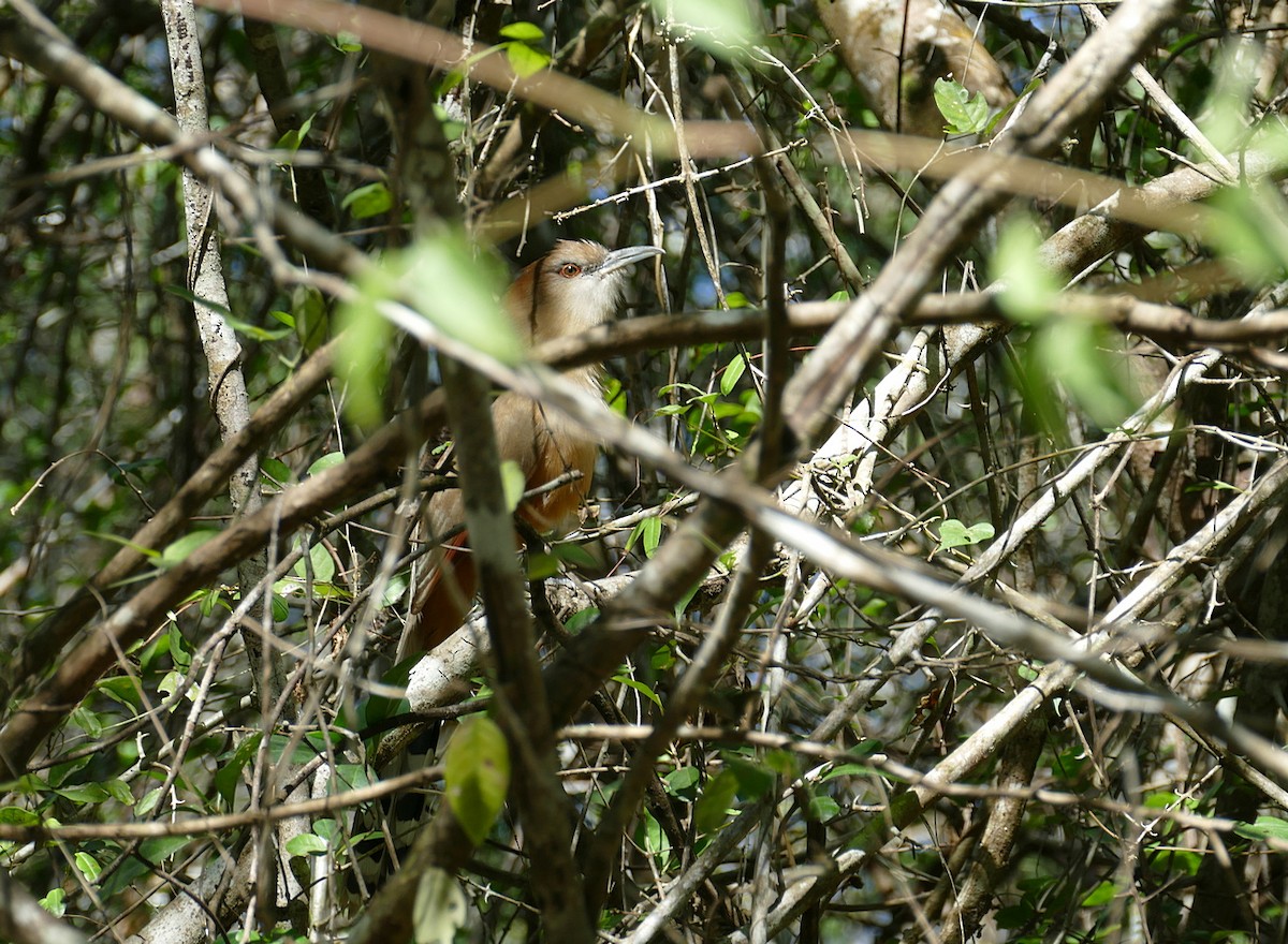 Great Lizard-Cuckoo (Cuban) - ML592153101