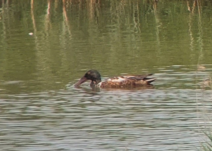 Northern Shoveler - ML592153821