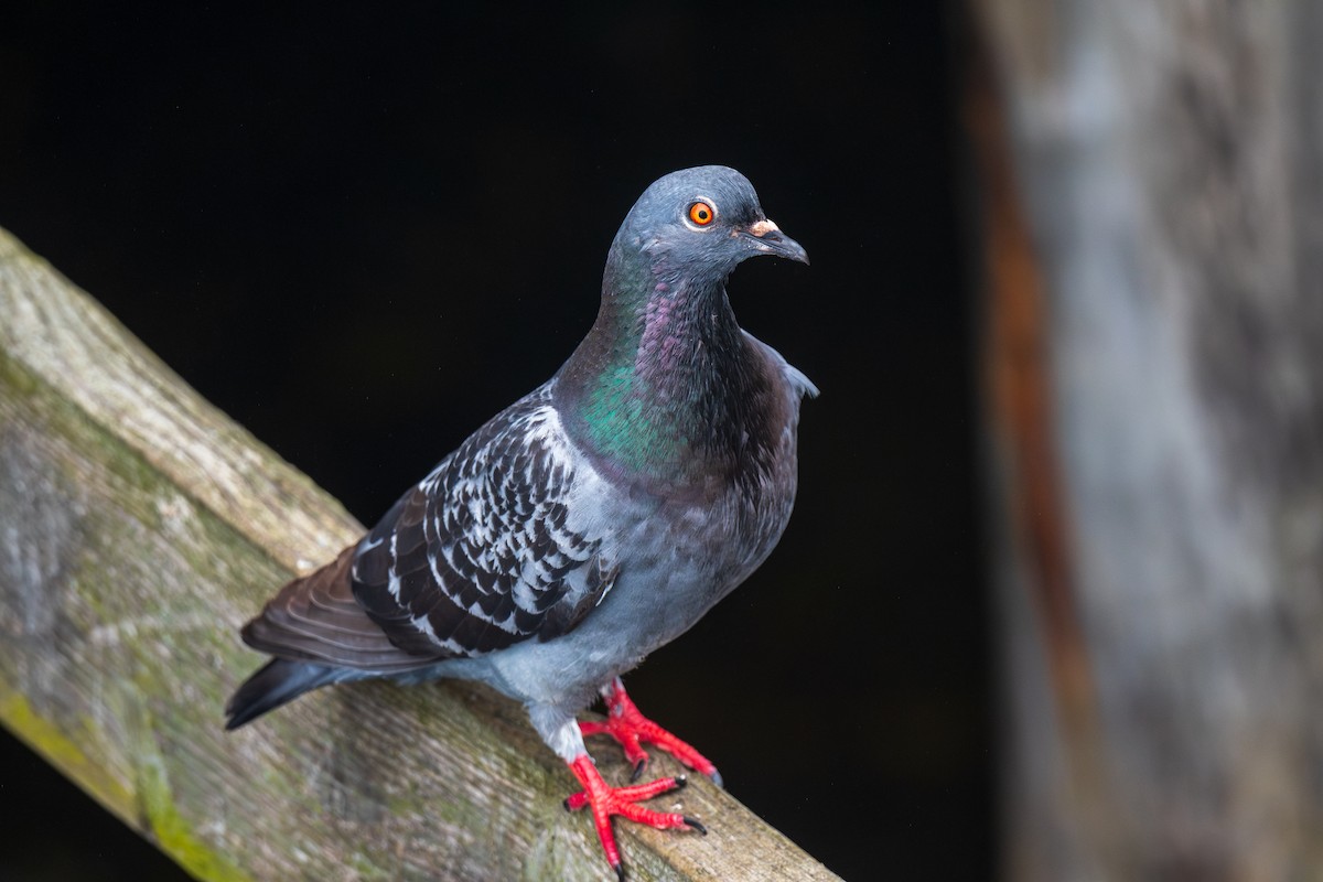 Rock Pigeon (Feral Pigeon) - Ian Campbell