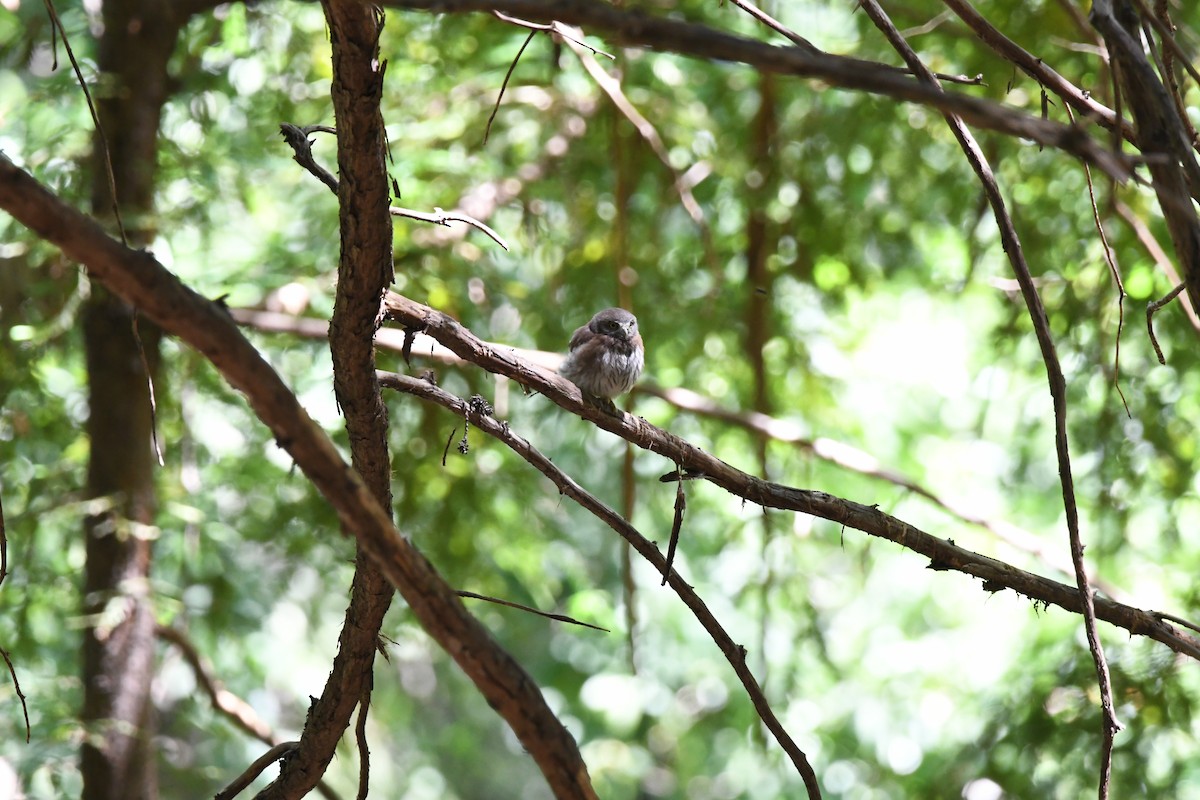 Northern Pygmy-Owl - ML592154321
