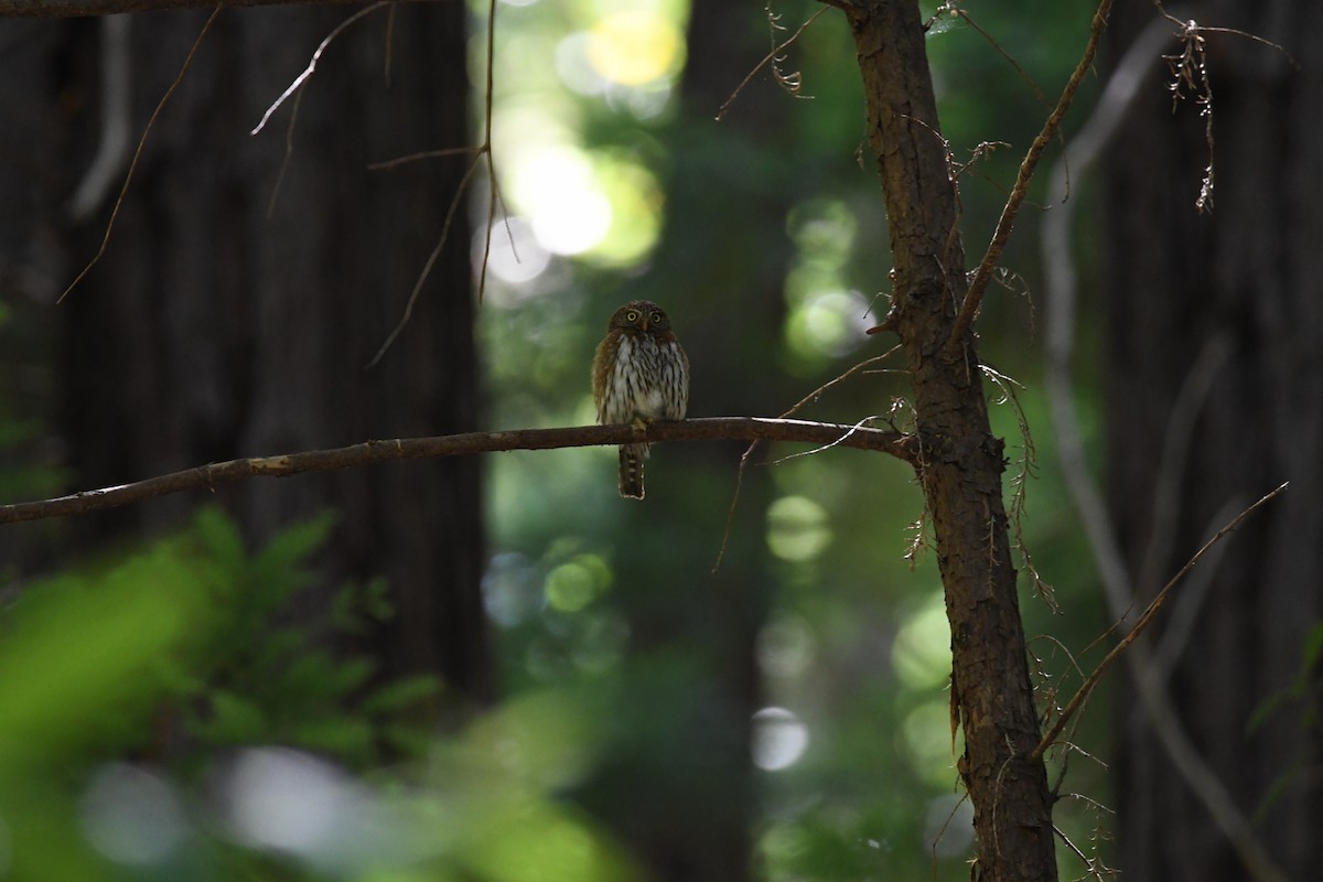 Northern Pygmy-Owl - ML592154331