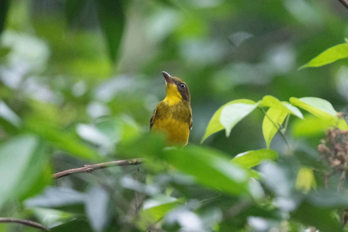 Oriole Whistler - John C. Mittermeier