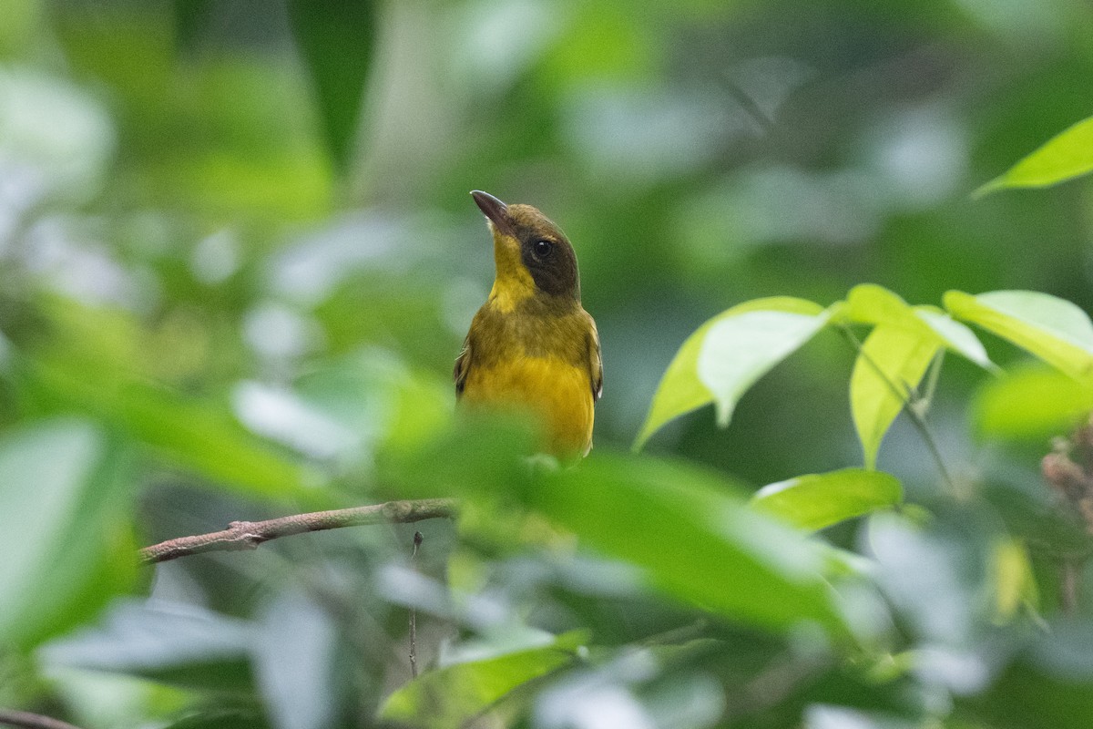 Oriole Whistler - John C. Mittermeier