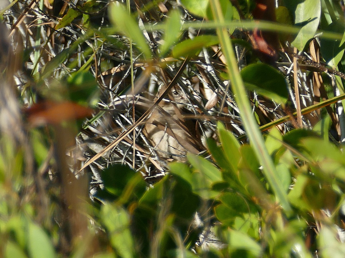 Zapata Wren - ML592154781