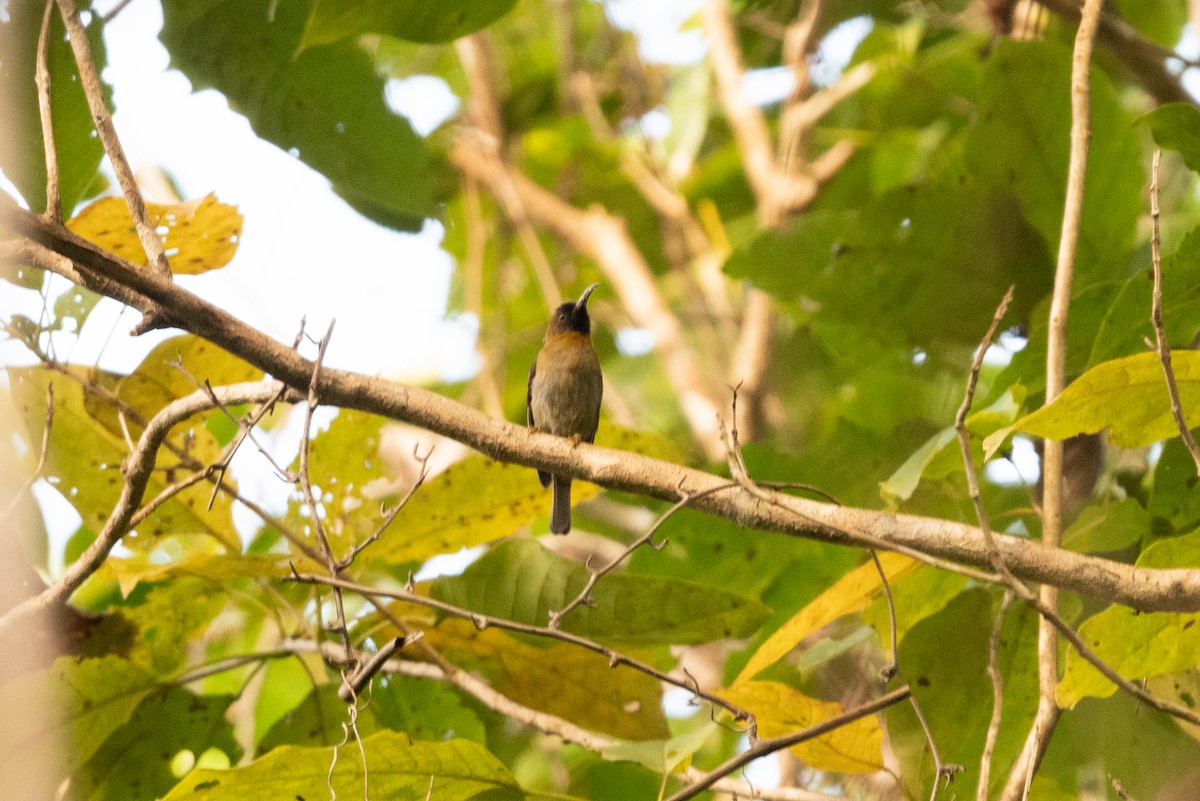 Black-headed Myzomela - ML592155271