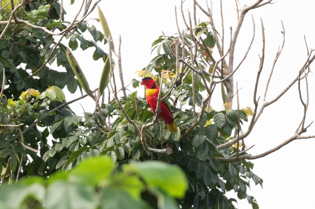 Yellow-bibbed Lory - ML592155331