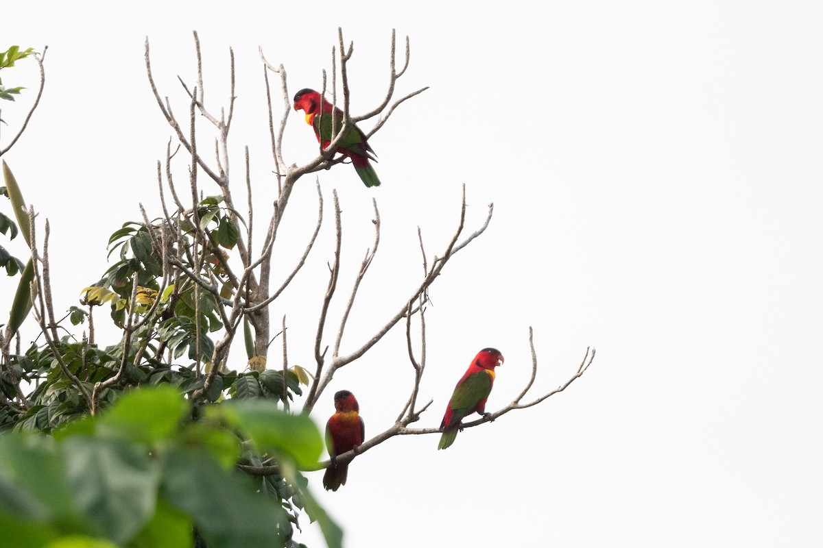 Yellow-bibbed Lory - ML592155381