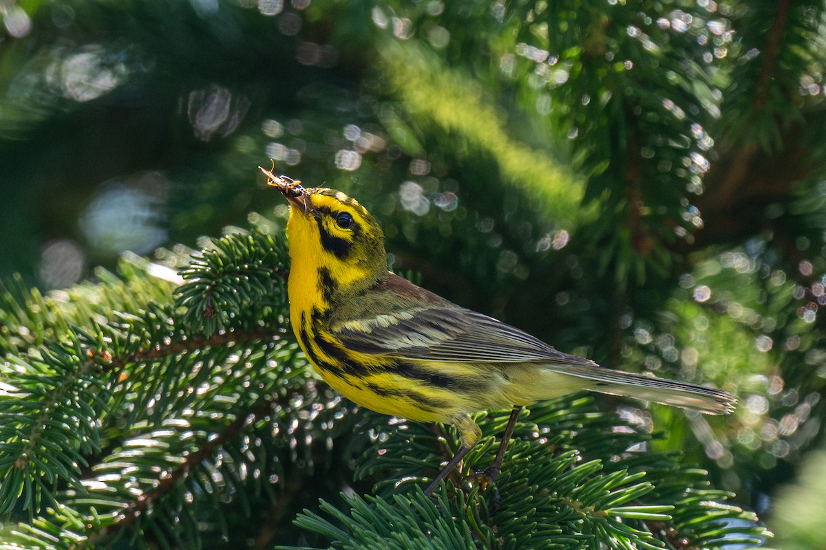 Prairie Warbler - Ian Campbell