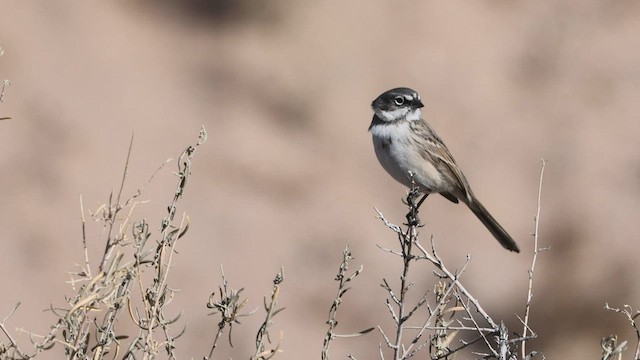 Sagebrush Sparrow - ML592155861