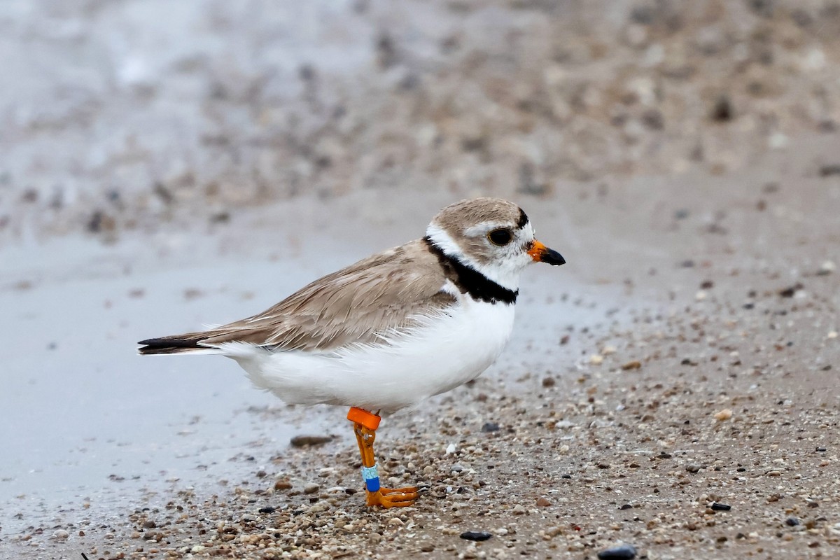 Piping Plover - ML592155981