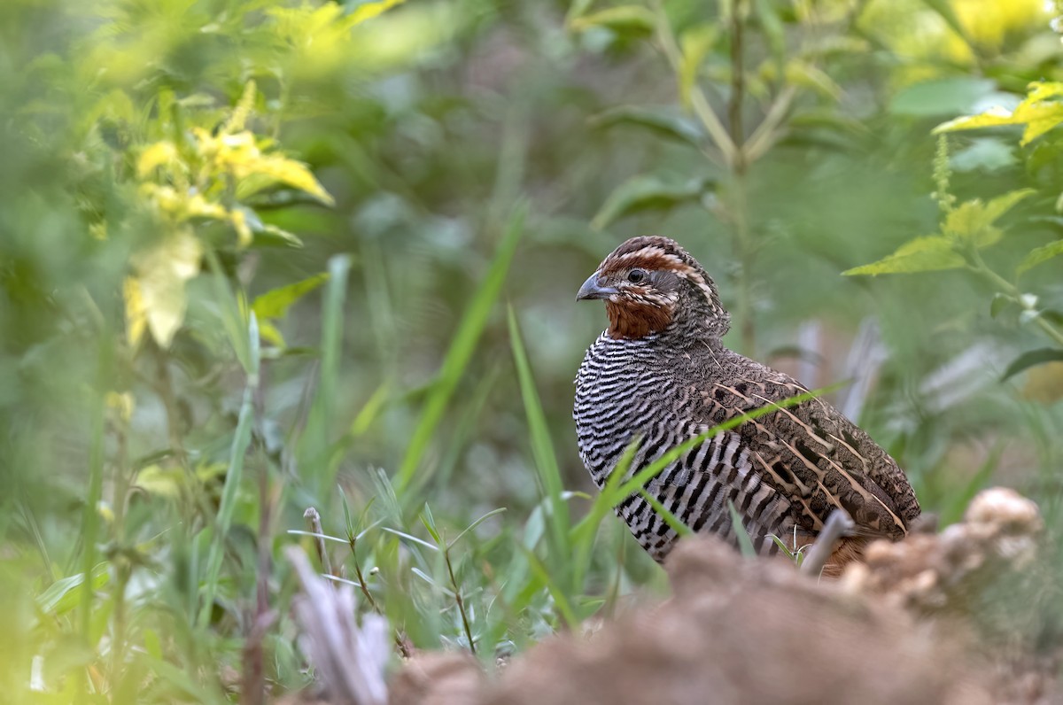 Jungle Bush-Quail - Sourav Halder