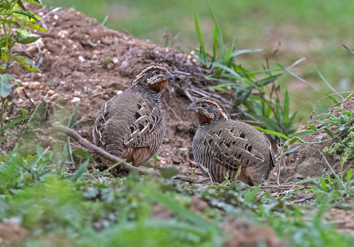 Jungle Bush-Quail - ML592156101