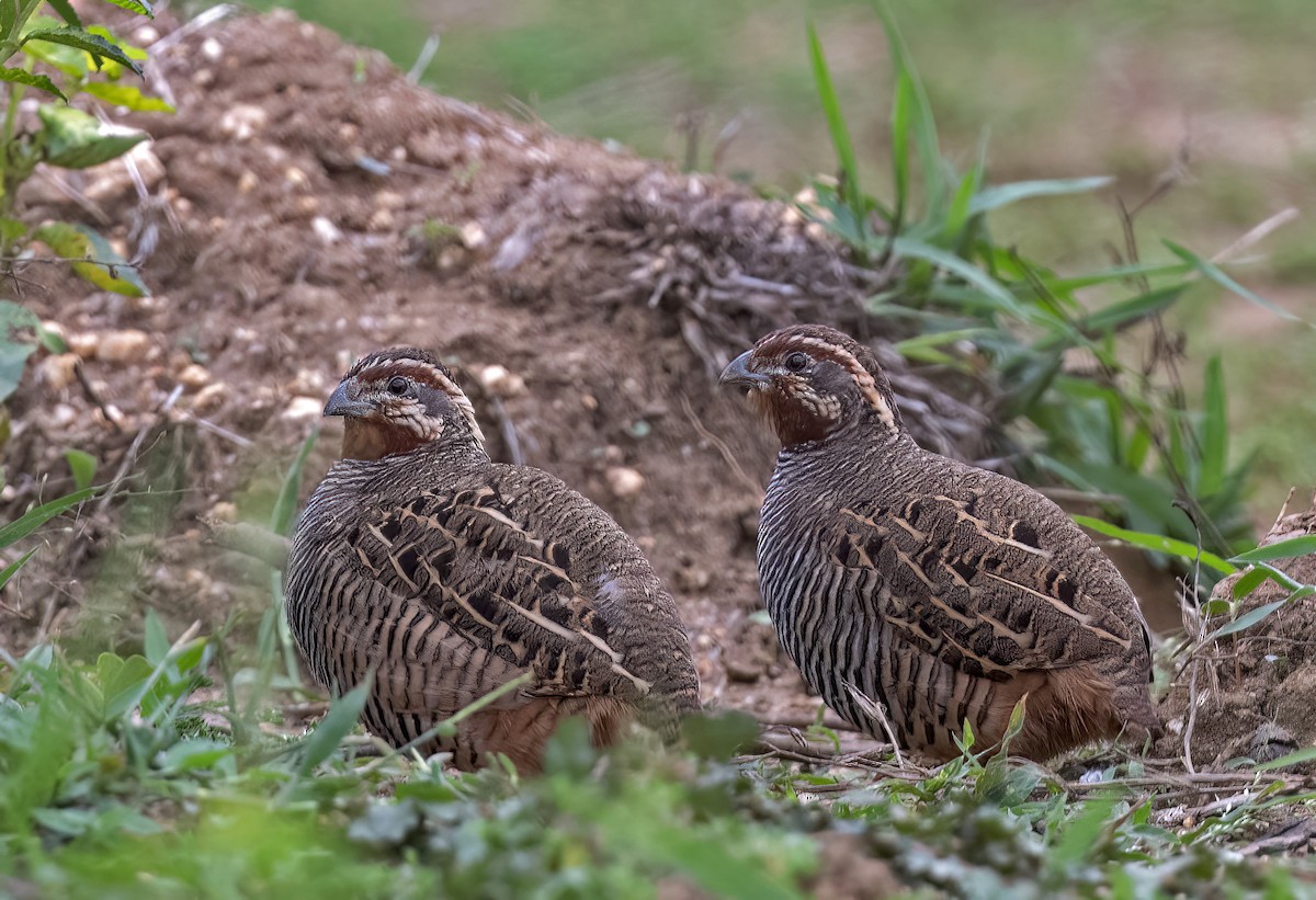 Jungle Bush-Quail - ML592156121