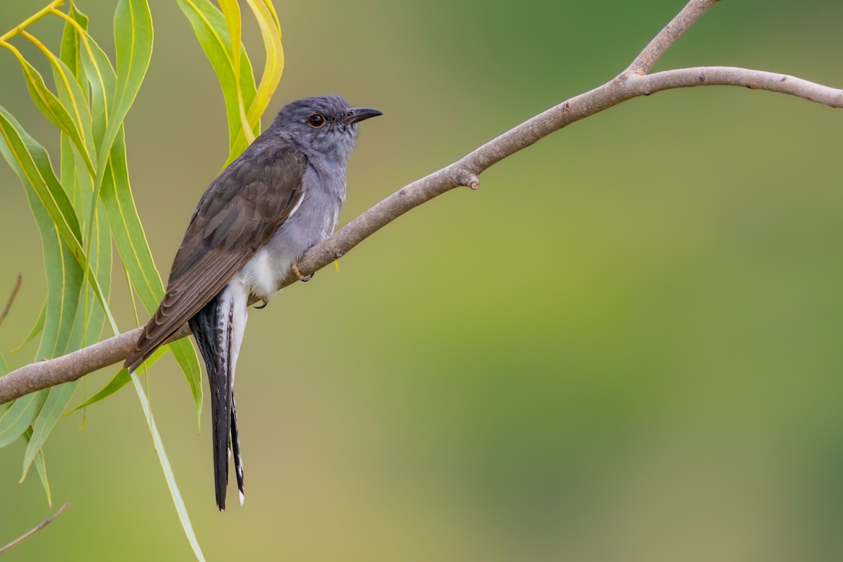 Gray-bellied Cuckoo - ML592156261