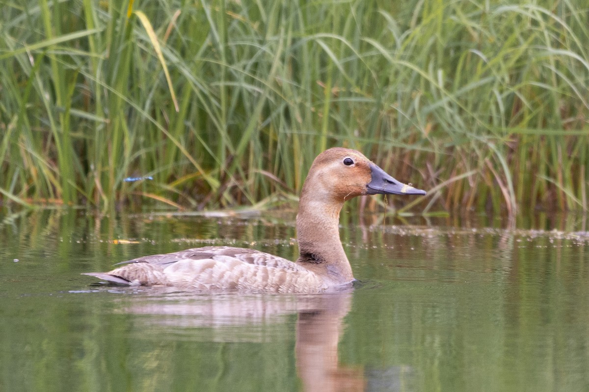 Canvasback - ML592156581