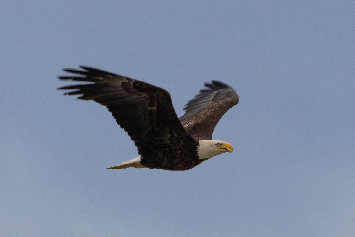 Bald Eagle - ML592158261