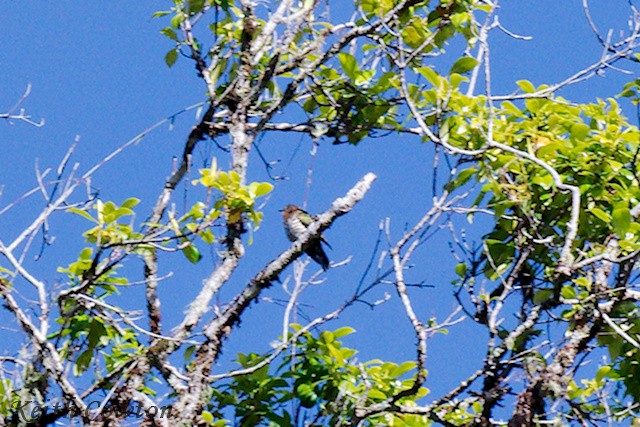 Rufous-throated Bronze-Cuckoo - ML592158381